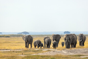 Obraz premium African elephant breeding herd with a young calf walking directly toward the camera across the dusty savannah plains of Amboseli National Park, Kenya.
