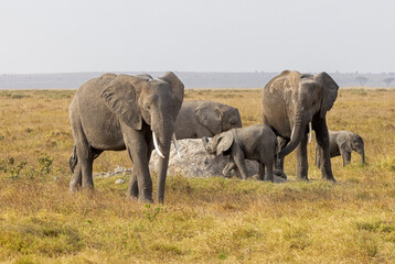 Obraz premium Breeding herd of African elephants with a young calf gathers around a termite mound on the dry savanna of Amboseli National Park, Kenya.