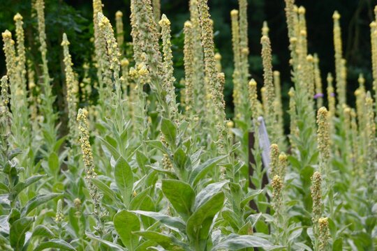 High quality image of dried mullein leaves. Traditional medicinal herb widely used in herbal remedies, natural wellness, botanical medicine, teas and respiratory support