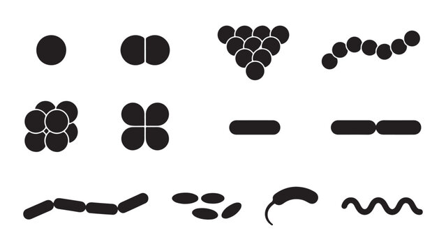 Bacterial Morphology Icons Set Solid Black Silhouettes of Cocci Bacilli and Spirilla