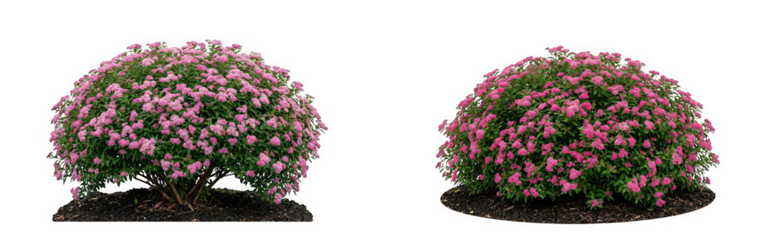Blooming pink spirea bushes isolated on transparent background