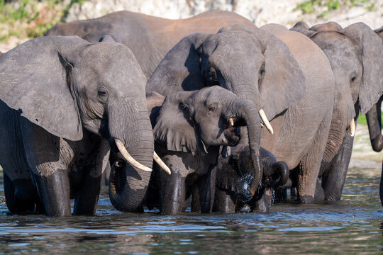 A herd of African Elephants drinking in the Chobe River in Chobe National Park.