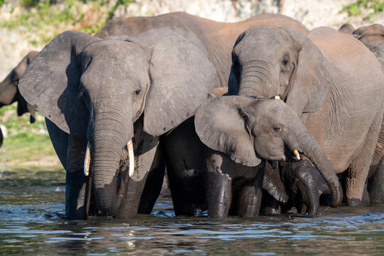 A herd of African Elephants drinking in the Chobe River in Chobe National Park.