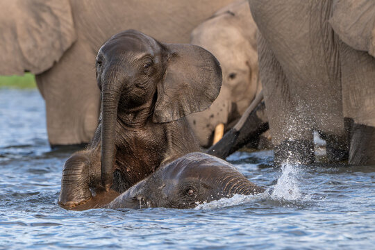 Two African elephants playing in the Chobe River in Chobe National Park