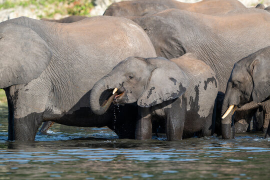 A herd of African Elephants drinking in the Chobe River in Chobe National Park.