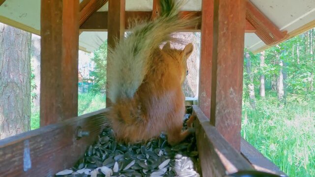 Close-up eye-level view of a red squirrel with a bushy tail eating sunflower seeds inside a wooden feeder. Blurred forest background with green foliage and tree trunks under bright natural light