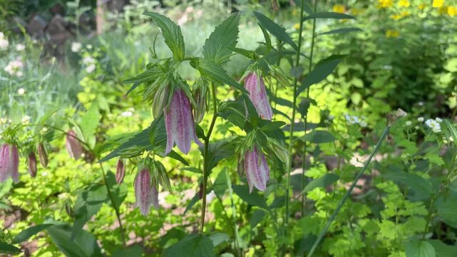 Delicate pink and white speckled bluebells (Campanula punctata) sway in the light wind.