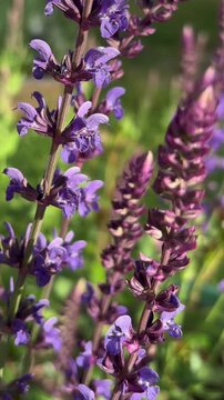 A close-up of the flowering Salvia nemorosa plant in the garden. This is a perennial ornamental plant that adds beauty to the landscape.