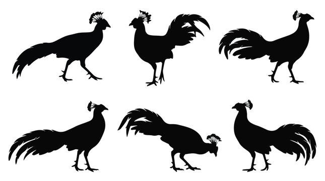 A set of six siamese fireback bird in various poses silhouette vector icon illustrations on a white background
