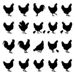 Chicken silhouettes collection black shapes on a white background © Selim Studio