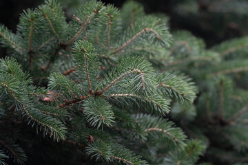 pine tree branches © JxC studio