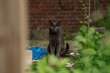 cat in the garden © JxC studio