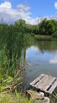 Gentle breeze sways lush green reeds along a quiet lakeshore under a bright blue sky, creating a peaceful natural landscape with calm water and summer reflections.