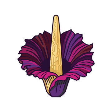 Illustration of Blooming Bunga Bangkai Flower