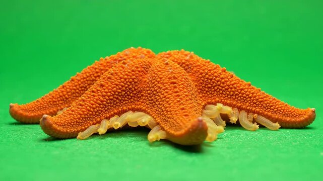 Slow motion capture of a realistic orange starfish crawling across a vibrant chroma key green background with visible tube feet movement