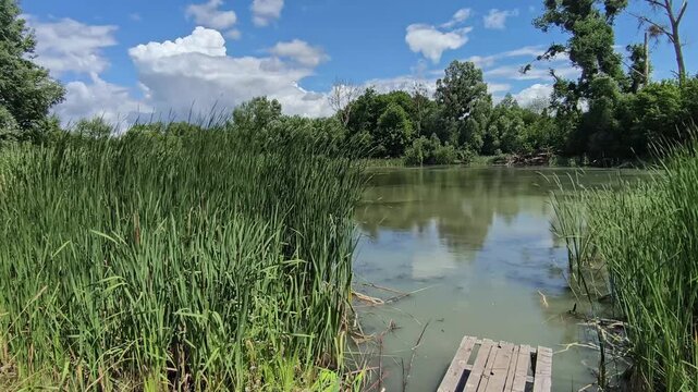 Gentle breeze sways tall reeds along a peaceful lakeshore under a bright blue sky with drifting clouds. Calm freshwater wetland landscape with natural movement and reflections.