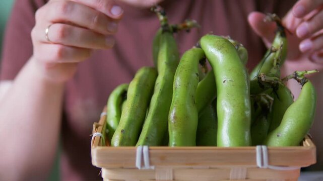 Reaching for a Fresh Harvest: A Woven Basket Full of Whole Green Fava Bean Pods