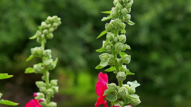 Bumblebee in Flight Approaching Vibrant Red Hollyhock Flowers for Pollination