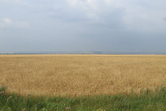 thunderclouds over a wheat field on a summer day