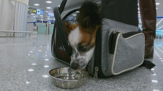Small Papillon dog with white brown and black fur inside grey fabric pet carrier on reflective floor. Dog laps water from stainless steel bowl in airport terminal. Low static camera angle