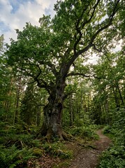 Fototapeta premium path in the forest