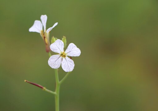 Raphanus raphanistrum (wild radish) blooming in a field