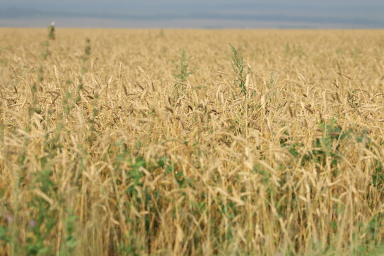 yellow wheat in a field close-up