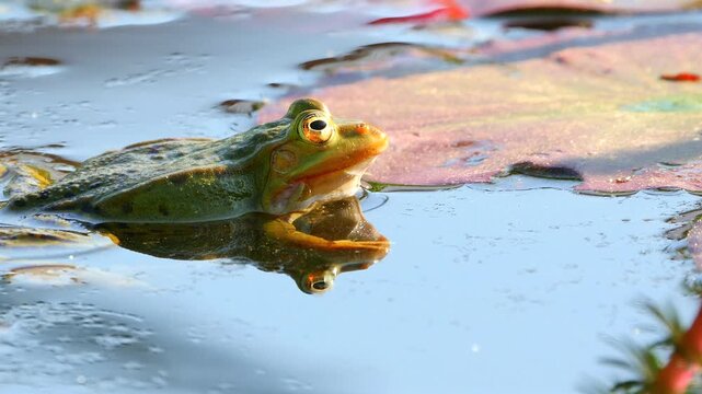 green water frog with sonic bubble, calls 093