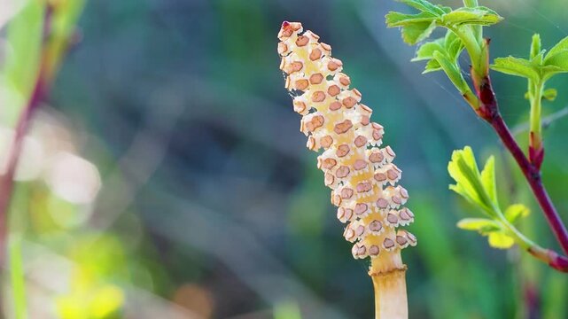 A static macro view of a fertile horsetail strobilus with a hexagonal spore bearing structure. The plant stands vertically beside a green leafy branch against a blurred natural background with bokeh