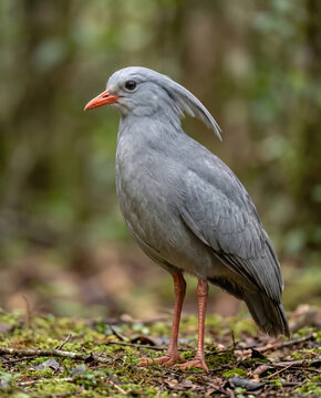 Kagu Bird Standing on Rainforest Floor in Natural Habitat