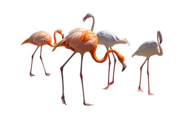 Flock of pink flamingos standing together cutout isolated on transparent background © gunungkawi
