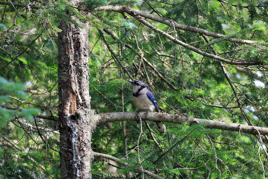 Blue jay perched on a branch in a pine tree in upstate New York's Adirondacks