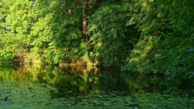 Trees reflecting on pond water at forest edge during daylight