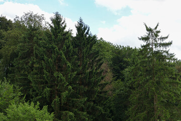 Fototapeta premium Dense evergreen pine and spruce forest on rolling hills. Summer coniferous woodland scenery from high angle view. .