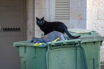 A Street Cat on a Garbage Container © Moshe Einhorn