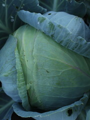Fototapeta premium Growing cabbage head in open ground vegetable garden