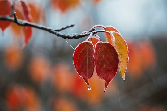 Close up of vibrant red autumn leaves hanging from a tree branch with soft blurred background