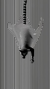 Conceptual abstract illustration of a lemur emerging from a black and white optical illusion striped pattern.