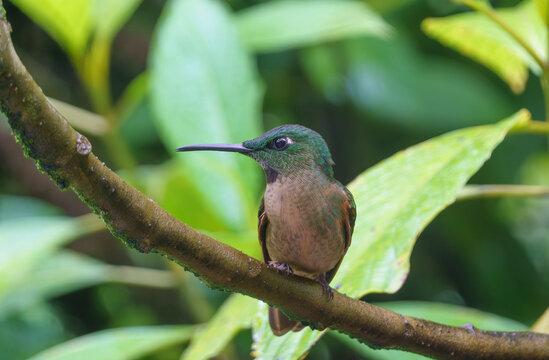 colibri nella foresta amazzonica,mentre volano e si alimenta 