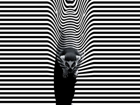Conceptual abstract illustration of a lemur emerging from a black and white optical illusion striped pattern.