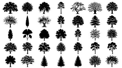 Deciduous and Coniferous Tree Black Silhouette Icon Set Featuring Oak Pine Maple Cypress and Ginkgo Biloba Botanical Vectors for Forest Landscape Designs © Md Sakib