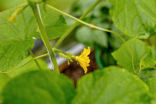 Cucumber (Cucumis sativus) is an annual herbaceous plant of the Cucumis genus in the Cucurbitaceae family. It is a vegetable crop.