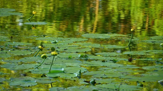 Yellow water lily buds swaying on pond surface with reflections