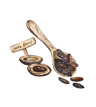 Watercolor illustration of tonka beans in a wooden spoon decorated with a garden sign. Old-fashioned style drawing for perfumery projects, cookbooks, articles, recipe books, art prints, and more