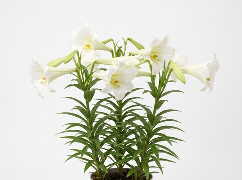 Lirios potted white lily plant with green leaves and multiple blooms isolated on white