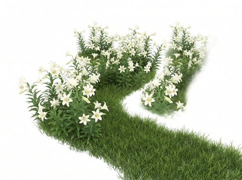 Lirios curved green grass path bordered by blooming white lily flowers isolated on white background