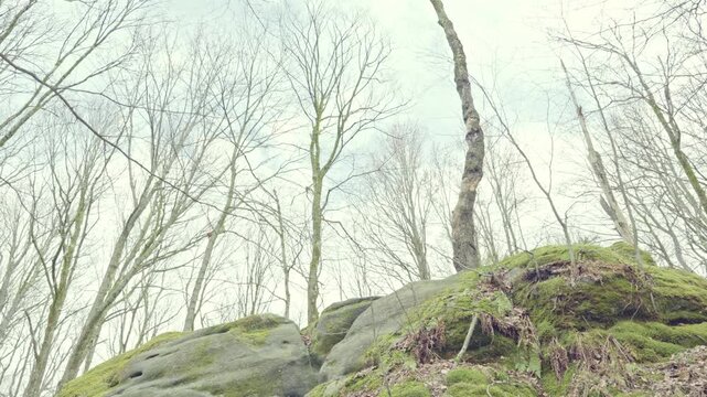 Scenic landscapes in Allegany State Park, New York