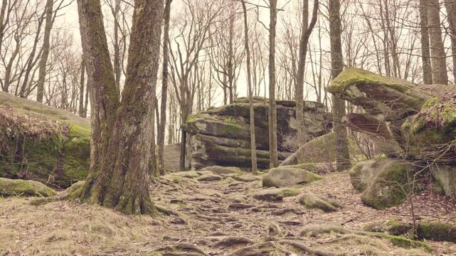 Scenic landscapes in Allegany State Park, New York