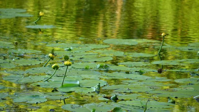 Yellow water lily buds emerging among lily pads on pond surface
