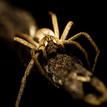 Retrato ara&ntilde;a  lobo